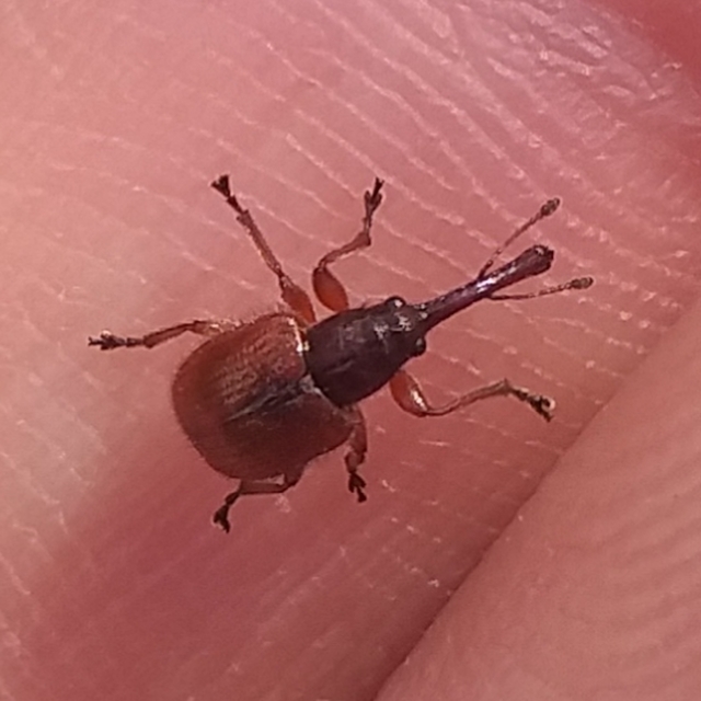 Tatianaerhynchites aequatus - piros kökényeszelény