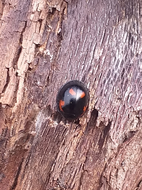 Exochomus quadripustulatus - négyfoltos szerecsenkata