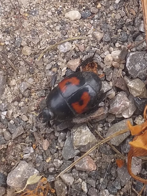 Hister quadrimaculatus - közönséges sutabogár