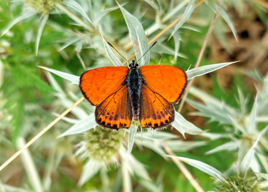 Lycaena thersamon - kis tűzlepke
