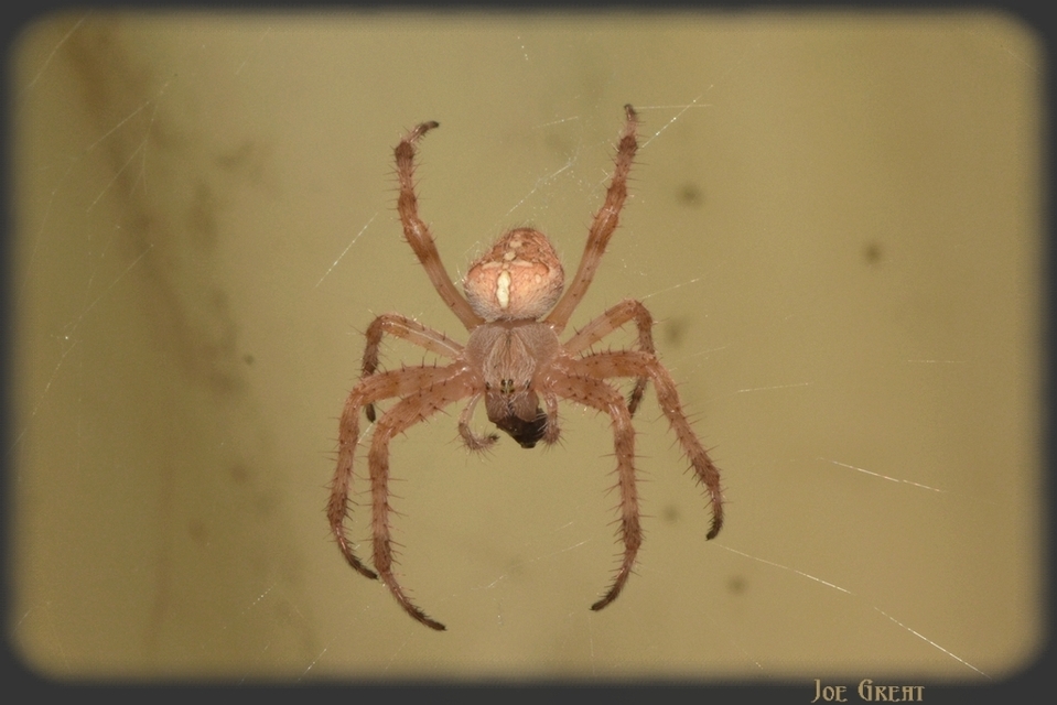 Araneus diadematus - koronás keresztespók