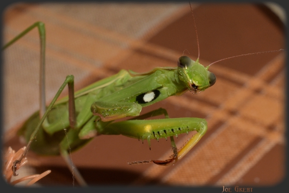 Mantis religiosa - imádkozósáska