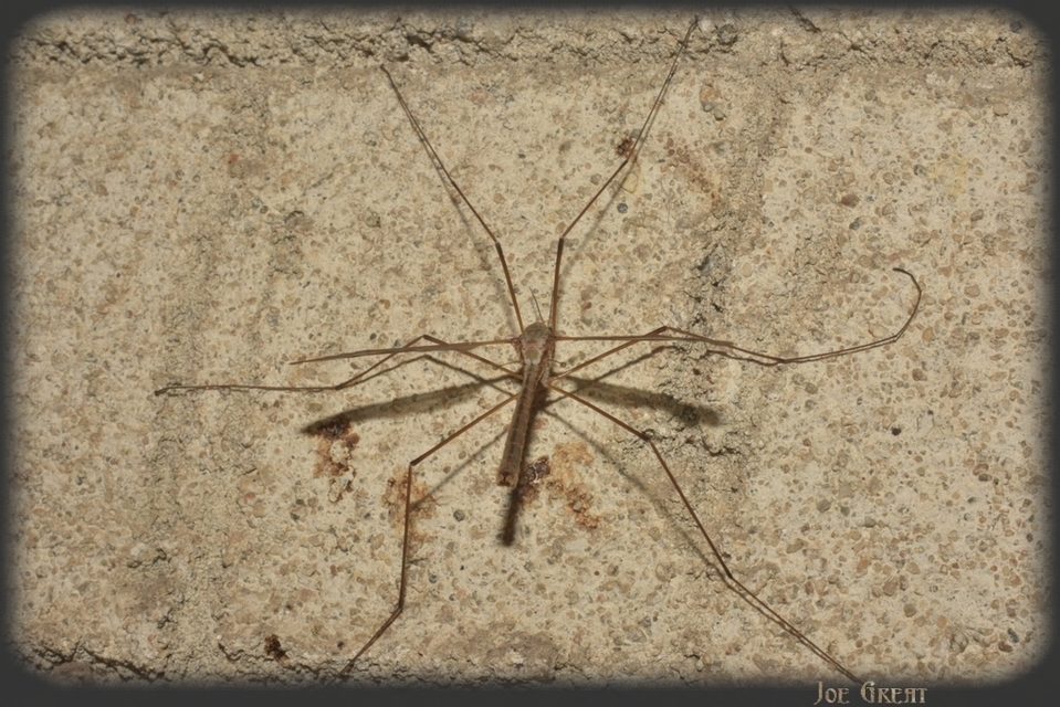 Diptera - Kétszárnyúak
