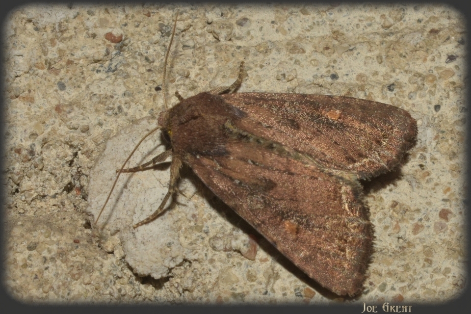 Lacanobia oleracea - saláta-kertibagoly