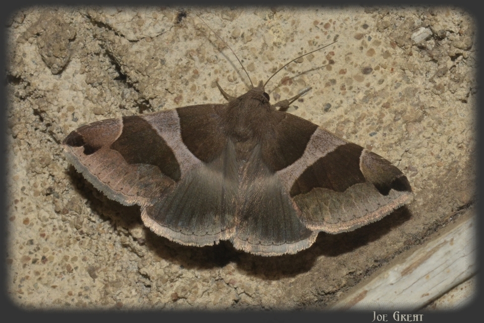 Dysgonia algira - déli porcelánbagoly
