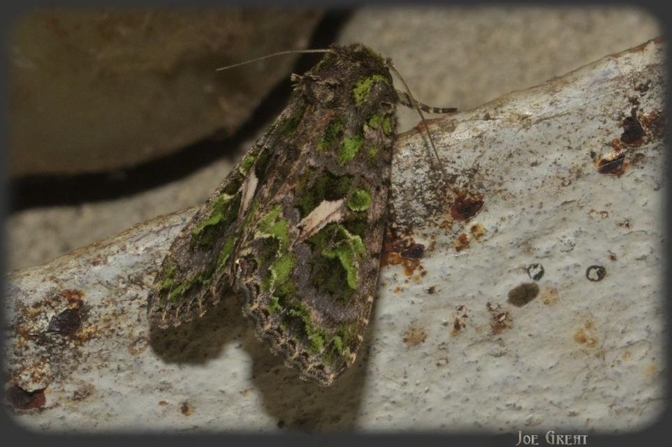 Trachea atriplicis - nyári zöldbagoly