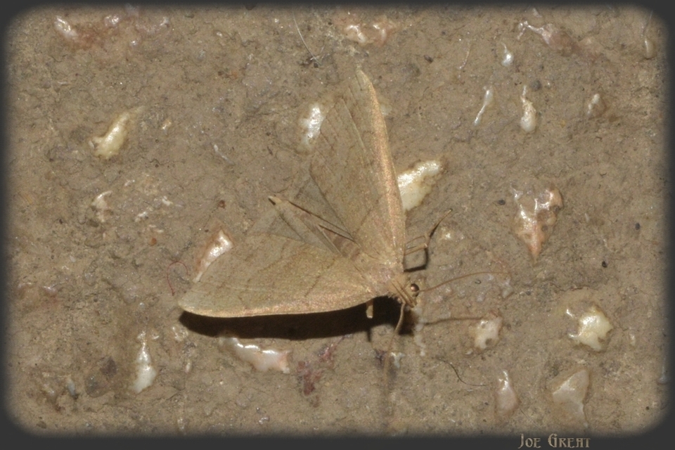 Herminia tarsicrinalis - szőröslábú karcsúbagoly