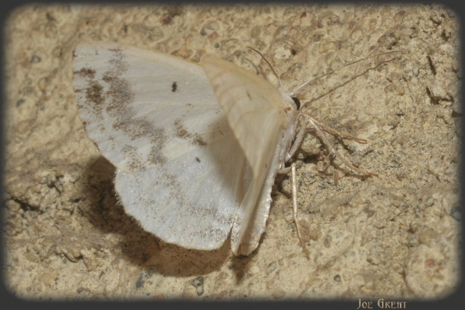 Lomographa temerata - foltos fehéraraszoló