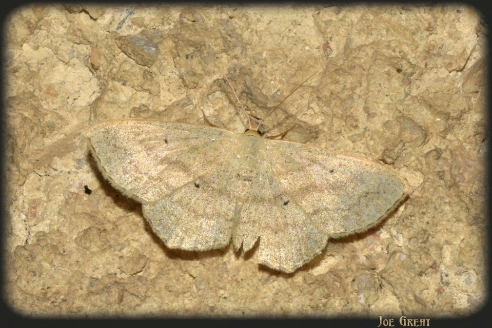 Scopula nigropunctata - feketepettyes araszoló