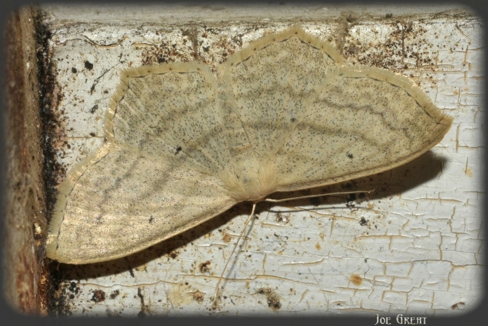 Scopula nigropunctata - feketepettyes araszoló