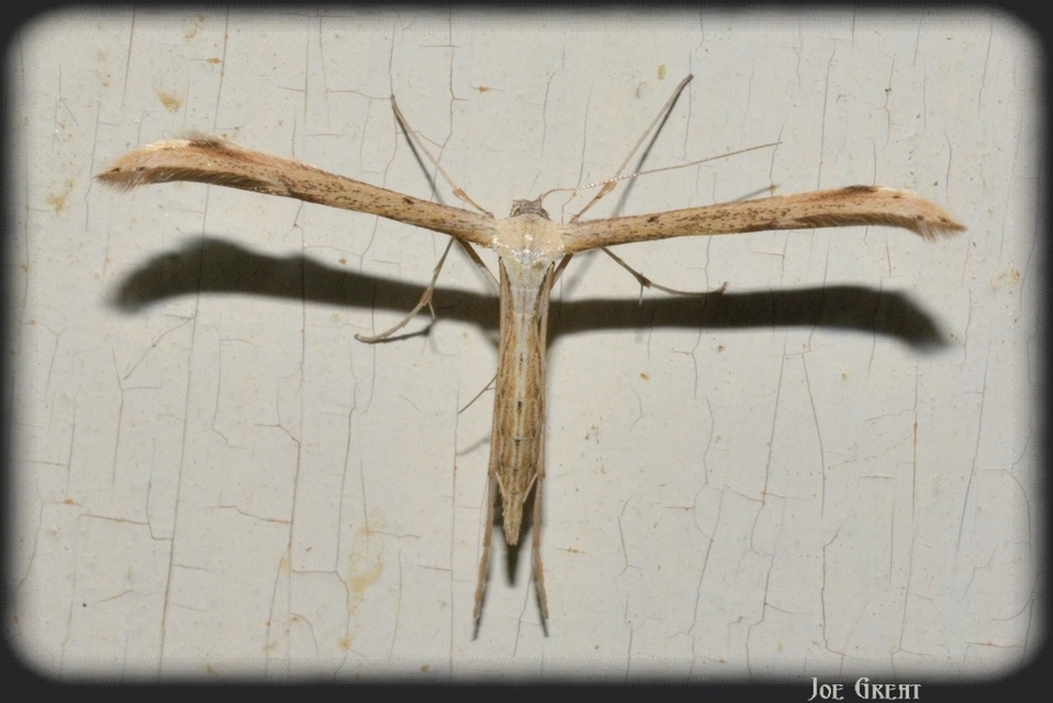 Pterophoridae - tollasmolyfélék