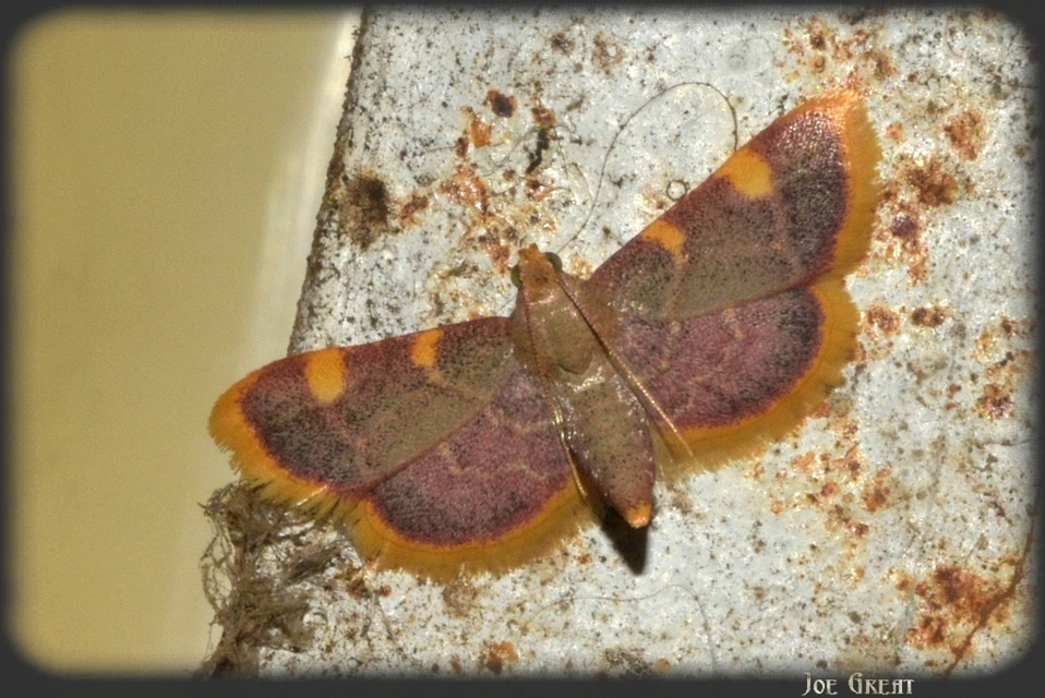 Hypsopygia costalis - szénailonca
