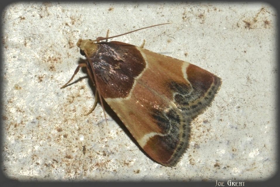 Pyralis farinalis - lisztilonca
