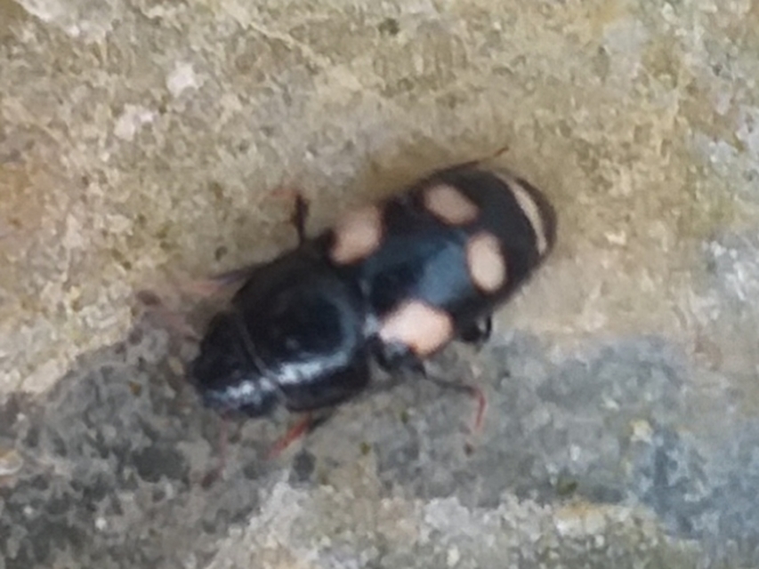 Glischrochilus quadrisignatus - amerikai fénybogár Glischrochilus quadrisignatus - amerikai fénybogár