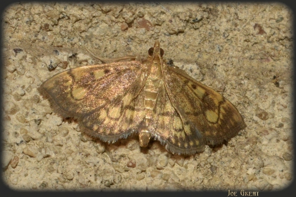 Anania