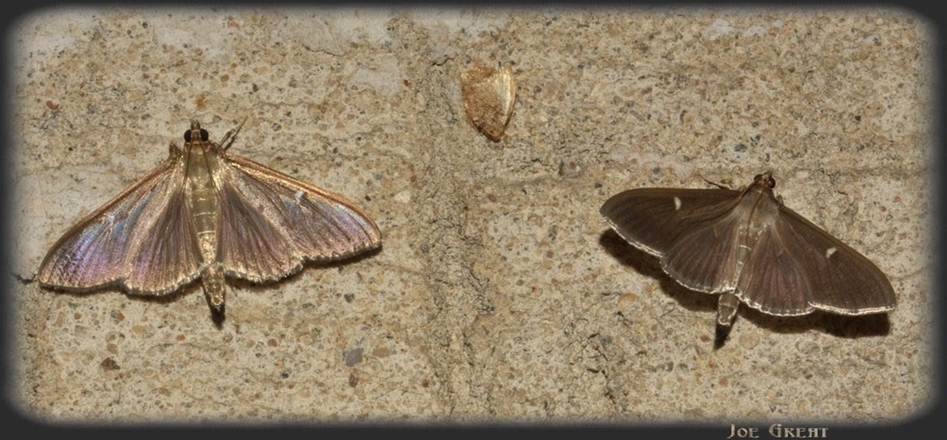 Cydalima perspectalis - puszpáng-tűzmoly