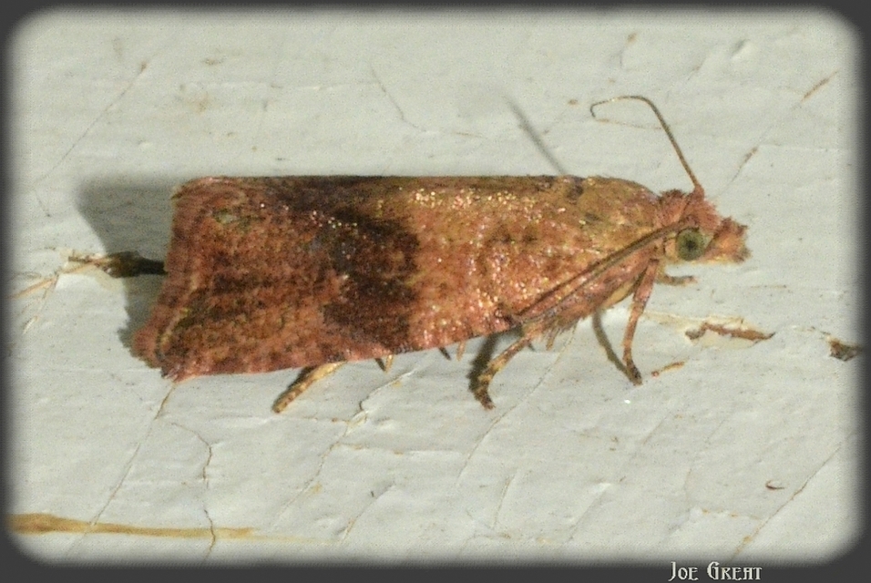 Celypha striana - pitypangfúró tükrösmoly