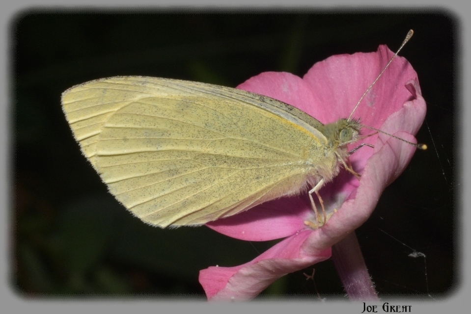 Pieris rapae - répalepke