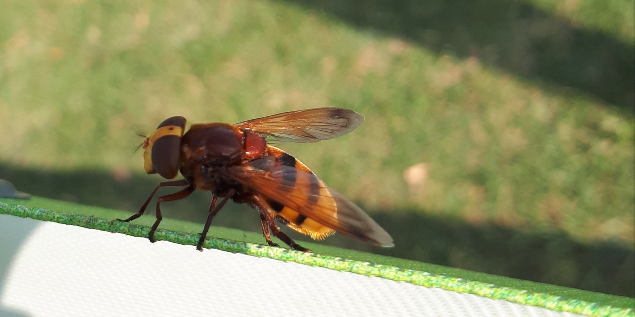 Volucella zonaria - kétöves pihelégy