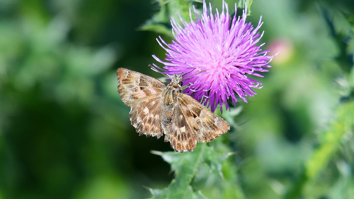 Carcharodus alceae - mályva-busalepke