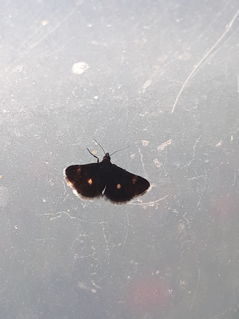 Heliothela wulfeniana - fényes kormosmoly