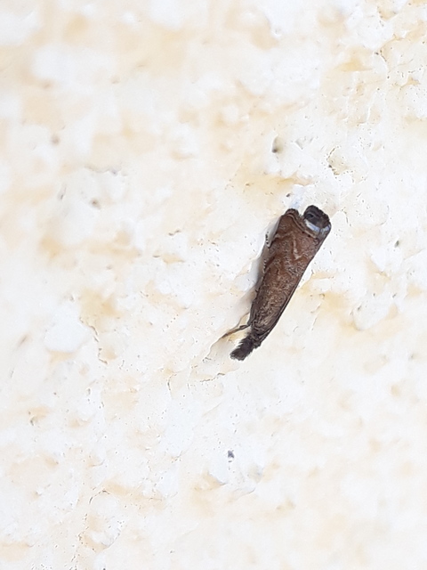 Platytes cerussella - törpe fűgyökérmoly
