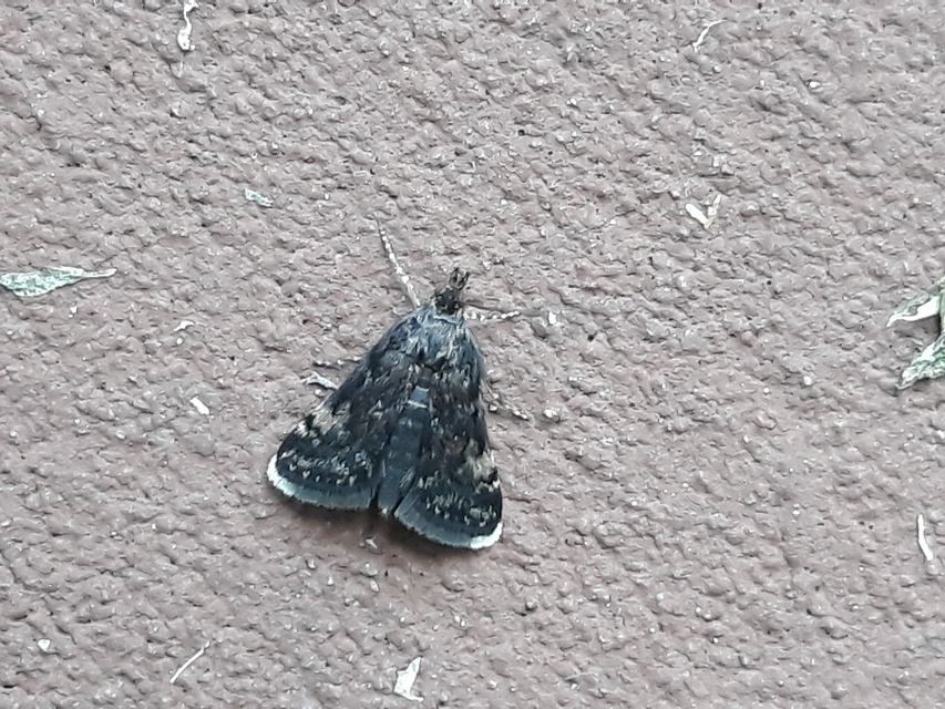 Heliothela wulfeniana - fényes kormosmoly