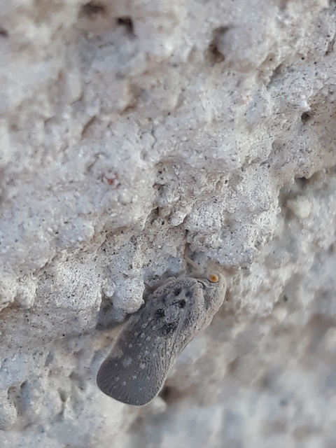 Metcalfa pruinosa - amerikai lepkekabóca