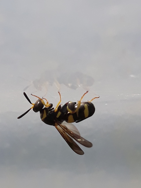 Leucospis