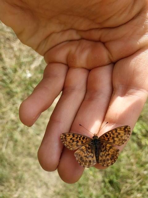 Boloria dia - kis gyöngyházlepke