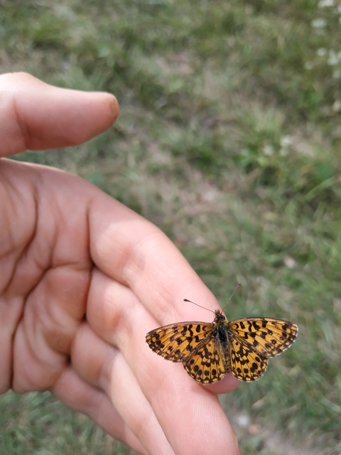 Boloria dia - kis gyöngyházlepke