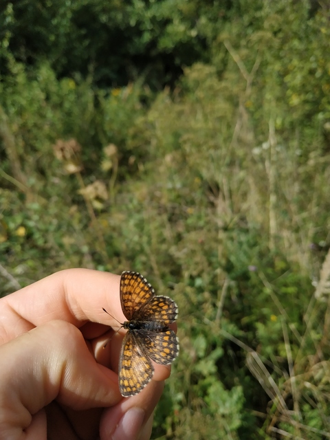 Melitaea athalia - közönséges tarkalepke