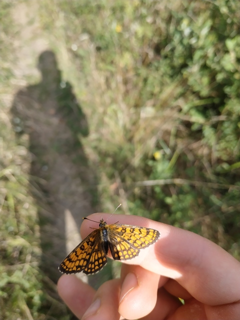 Melitaea athalia - közönséges tarkalepke Melitaea athalia - közönséges tarkalepke