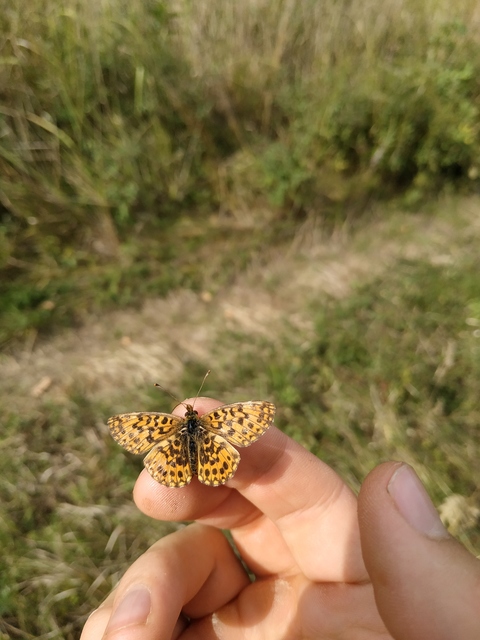 Boloria dia - kis gyöngyházlepke Boloria dia - kis gyöngyházlepke