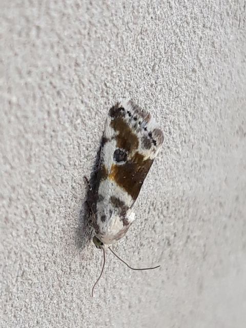 Ponometia candefacta - parlagfűbagoly