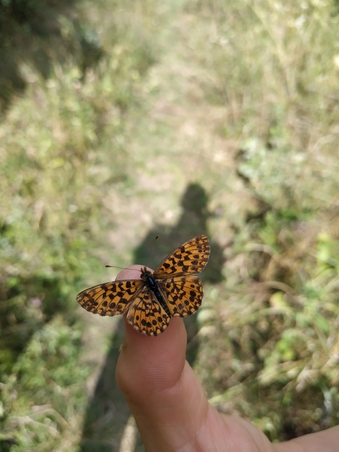 Boloria dia - kis gyöngyházlepke Boloria dia - kis gyöngyházlepke