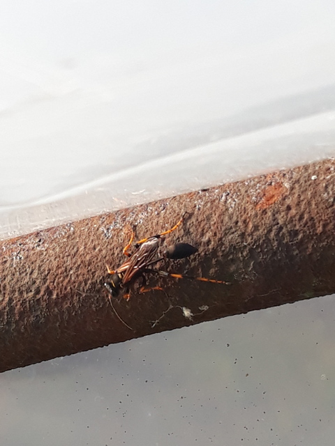 Sceliphron caementarium - feketenyelű lopódarázs