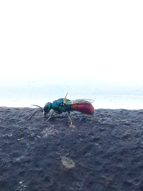 Chrysis scutellaris - aranypajzsú fémdarázs