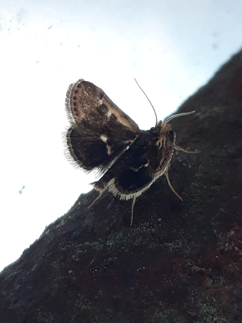 Titanio normalis - szulákszövő kormosmoly