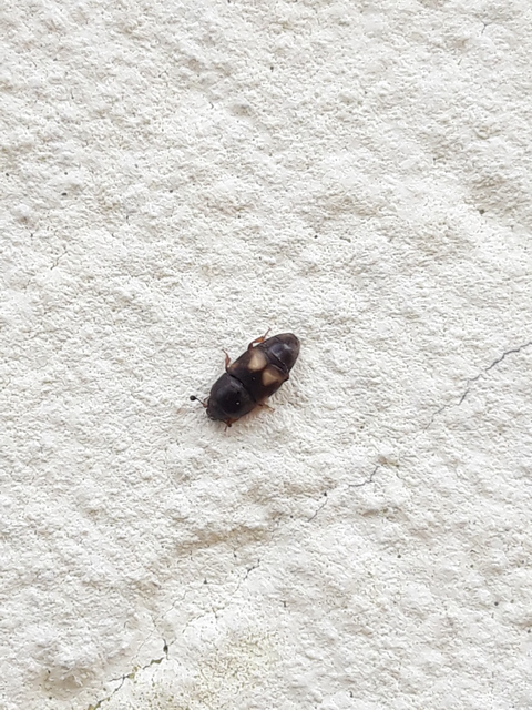 Carpophilus hemipterus - kétszínű gyümölcsfénybogár Carpophilus hemipterus - kétszínű gyümölcsfénybogár