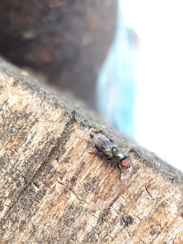 Euxesta notata
