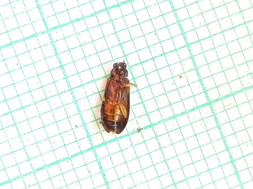 Mycetochara flavipes - sárgalábú taplász
