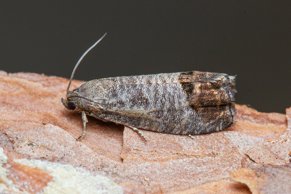Cydia pomonella - almamoly