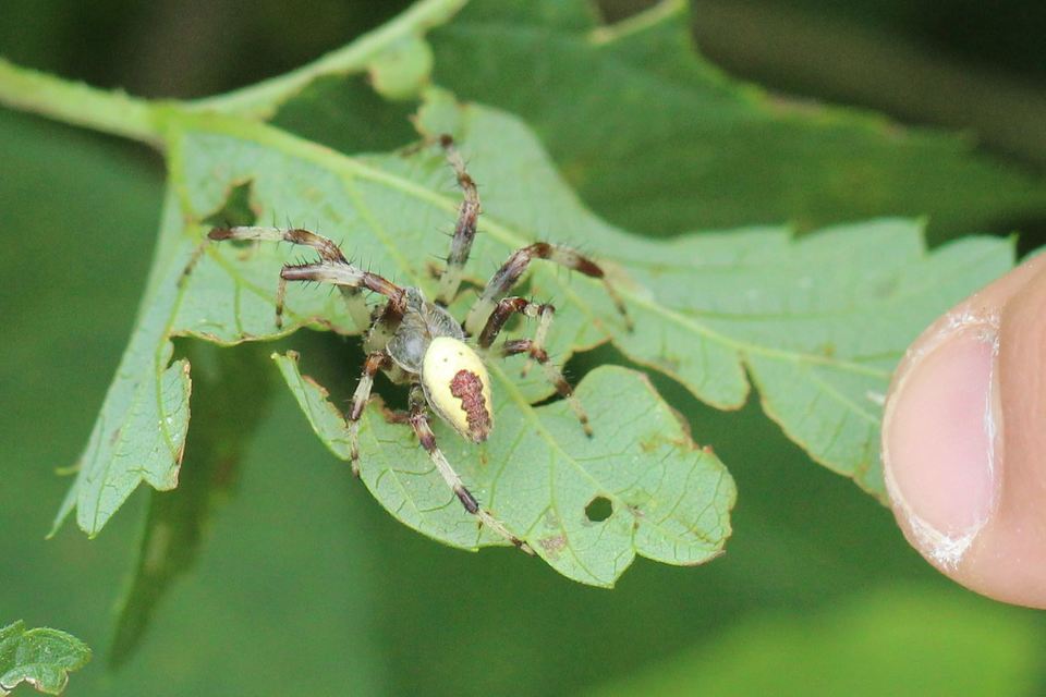 Araneus marmoreus - márványos keresztespók