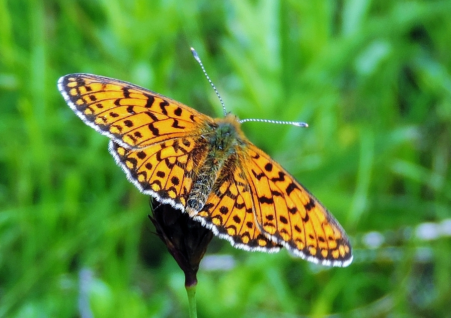 Boloria selene - fakó gyöngyházlepke