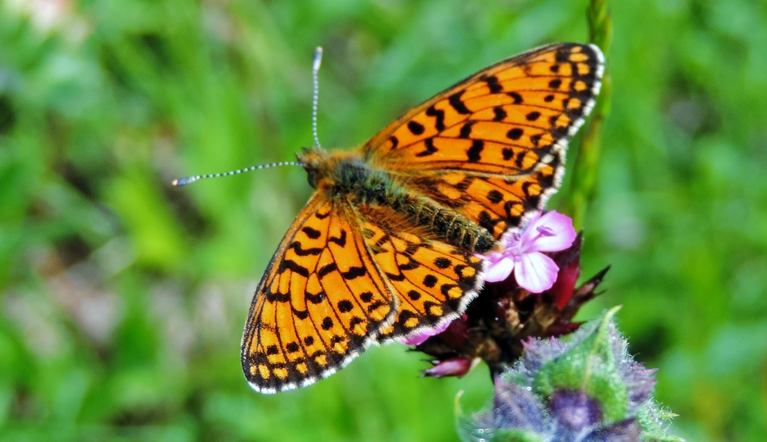 Boloria selene - fakó gyöngyházlepke