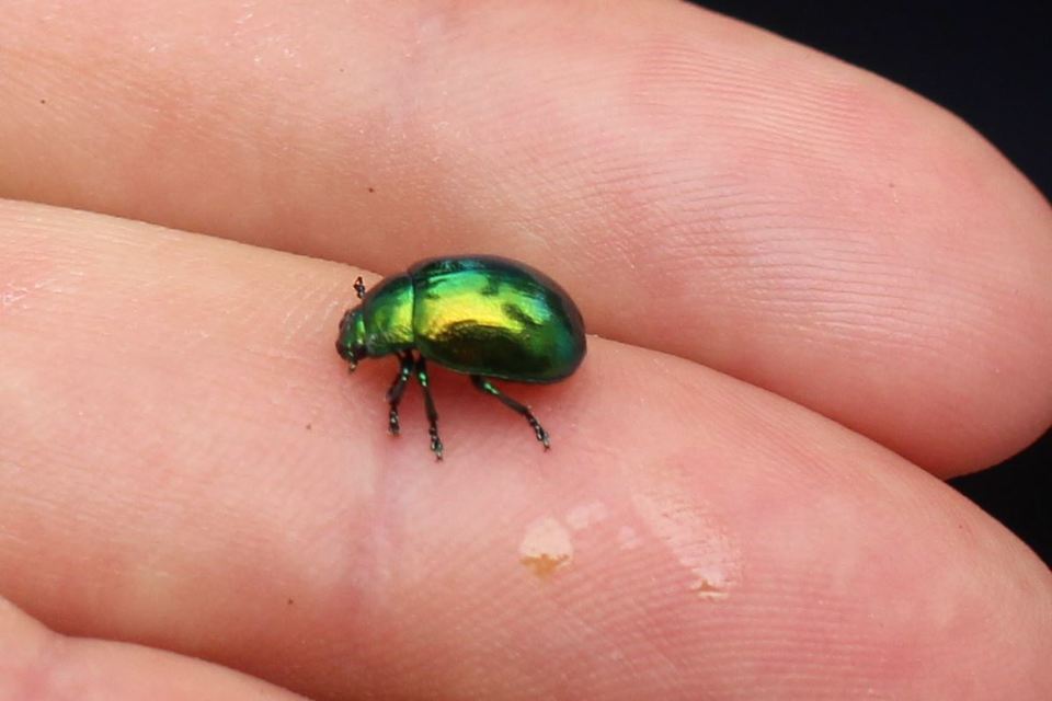 Chrysolina herbacea - zöld mentalevelész
