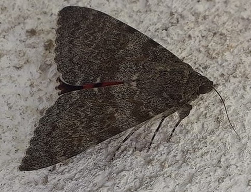 Catocala elocata - közönséges övesbagoly