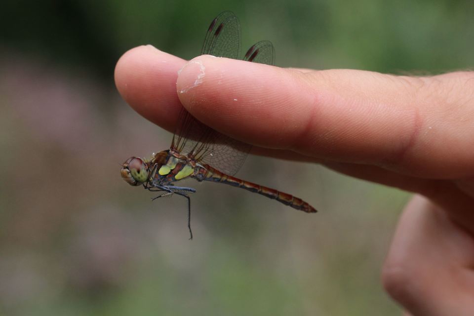 Sympetrum striolatum - harántsávos katona-szitakötő