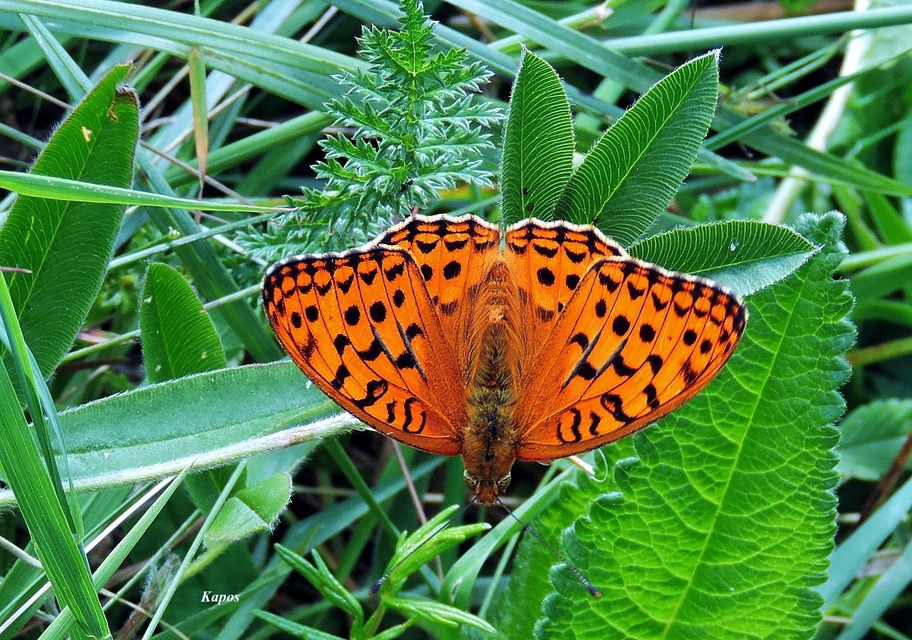 Argynnis adippe - ezüstös gyöngyházlepke